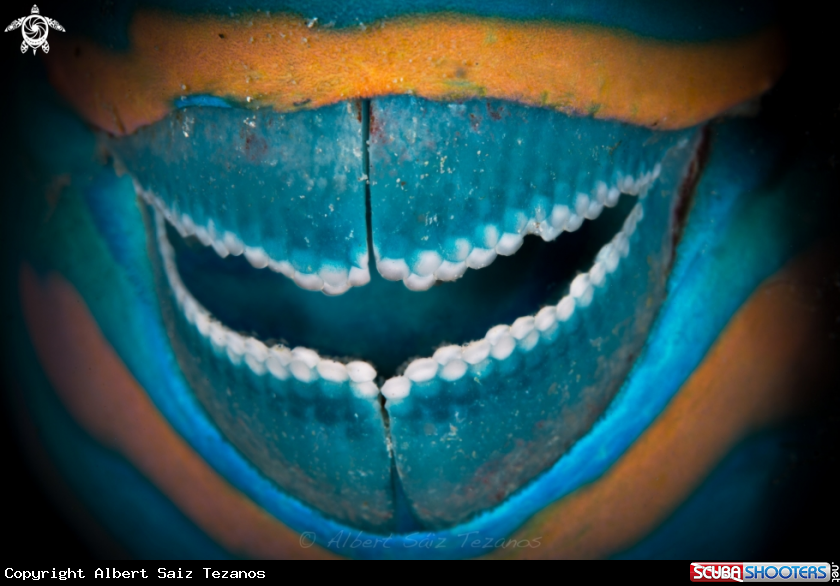 A Parrotfish