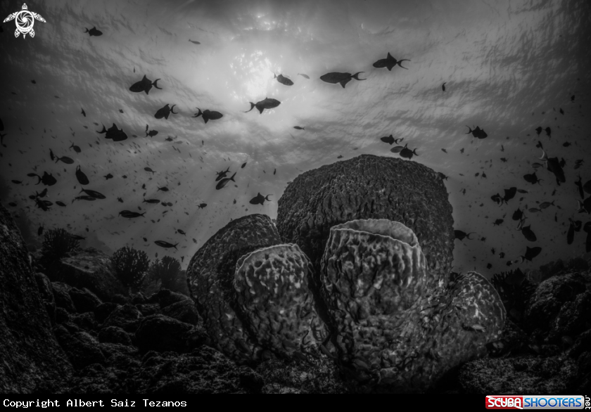 A Reefscape