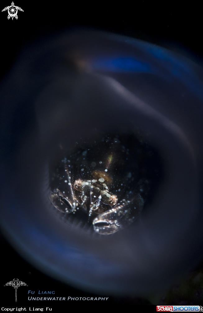 A Tunicate shrimp