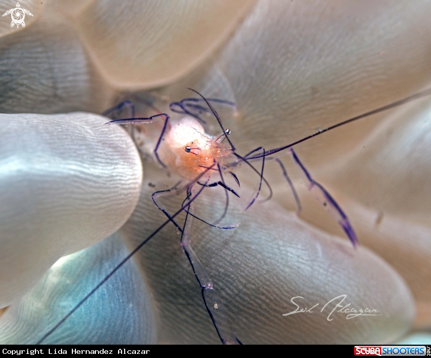 A sfrimp on bubble coral