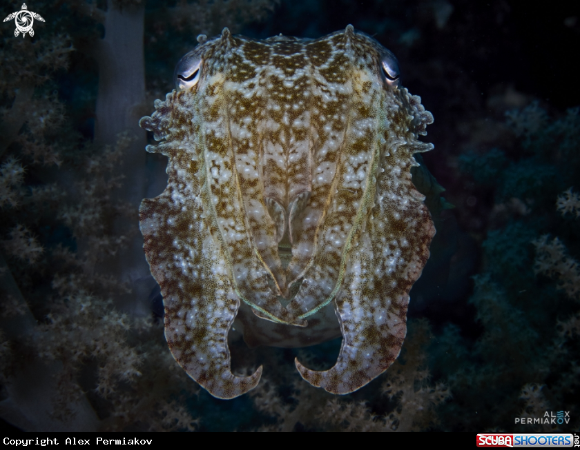 A Cuttlefish