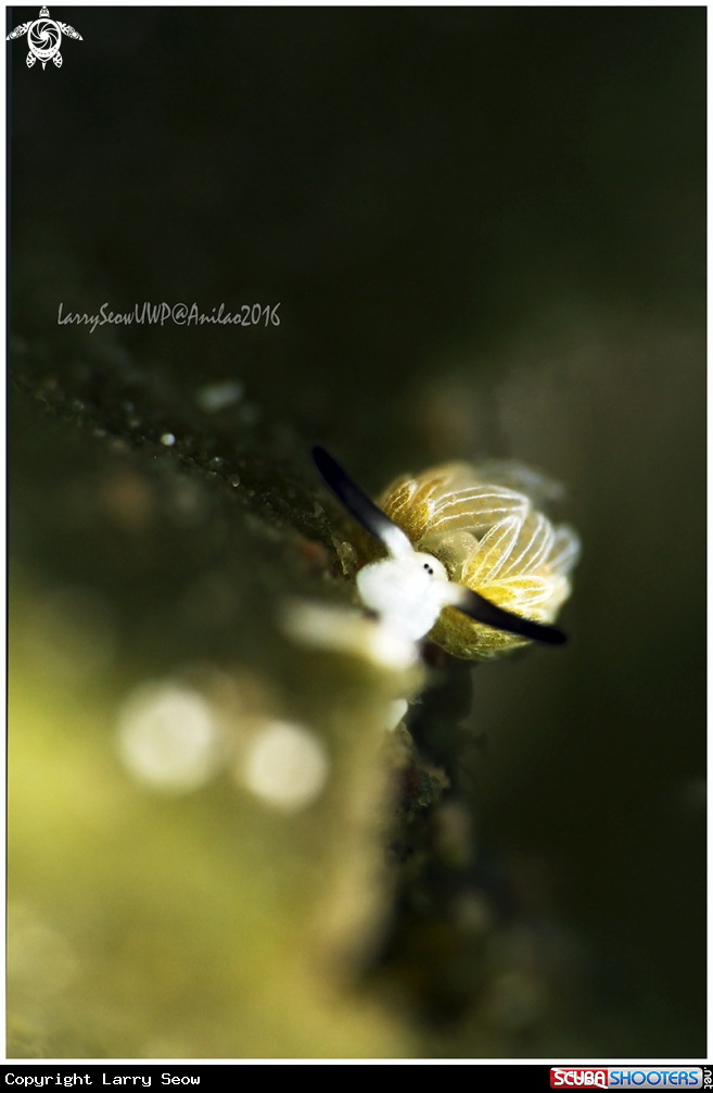 A Sheep Nudi