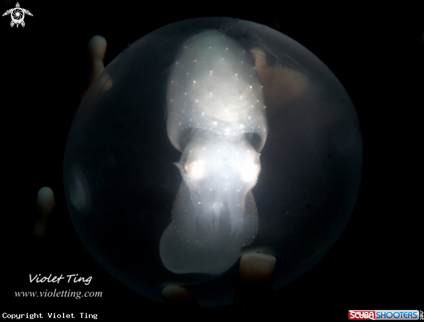 A Cuttlefish Egg