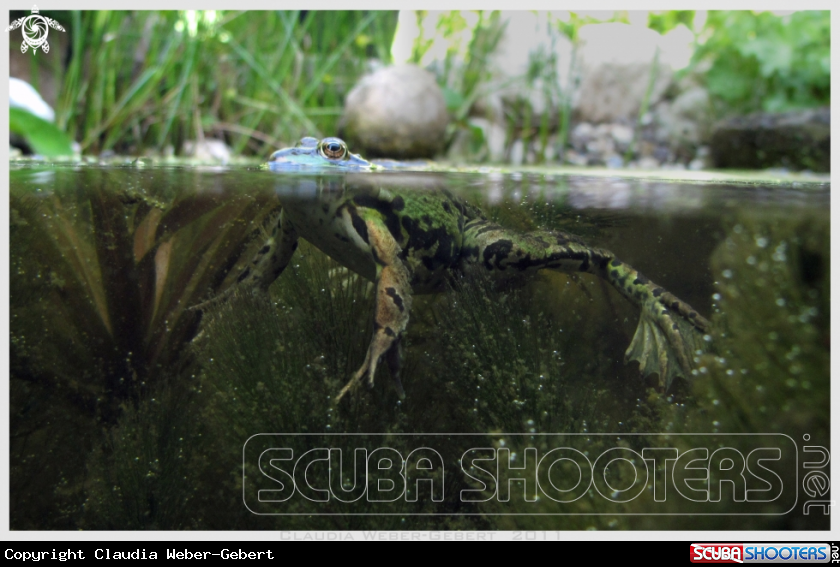 A freshwater frog 