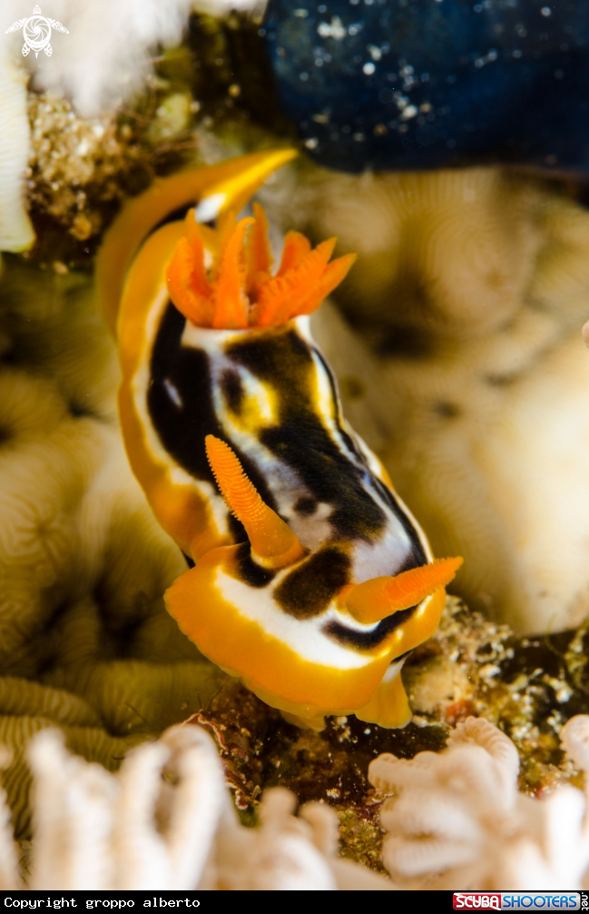 A nudibranco