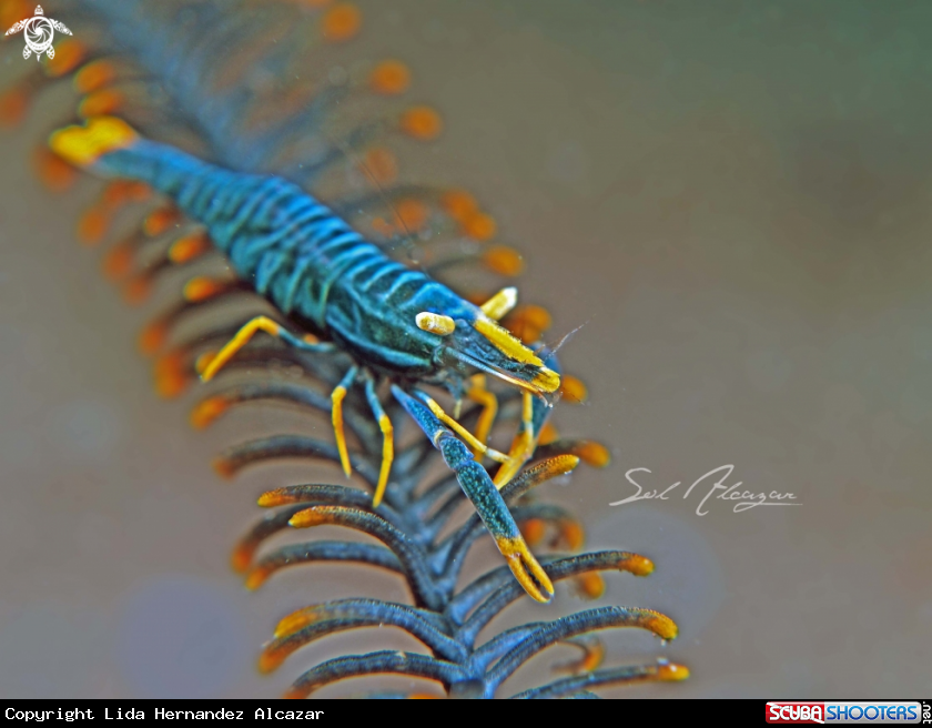 A crinoid shrimp