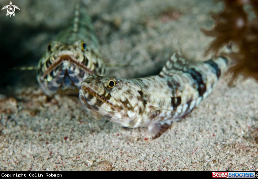 A reef fish