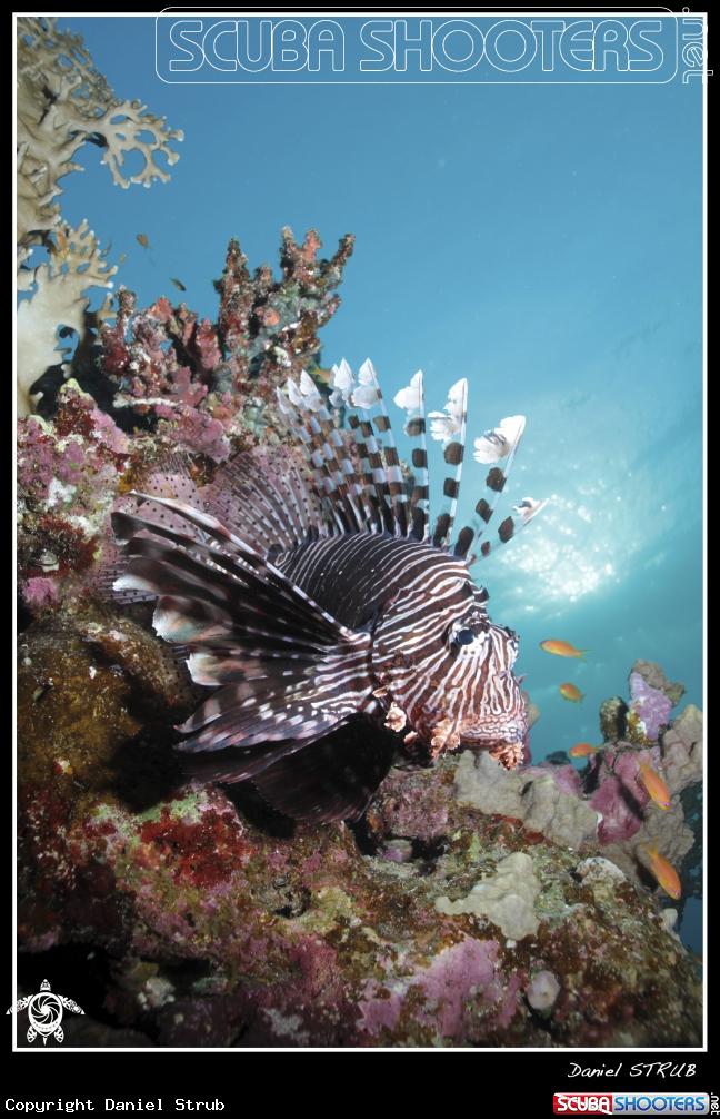 A Lion fish