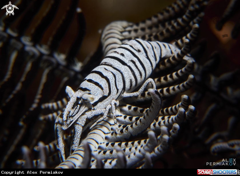 A Crinoid shrimp