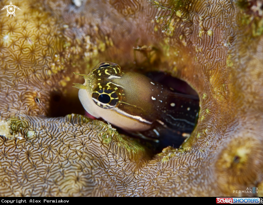 A Blenny