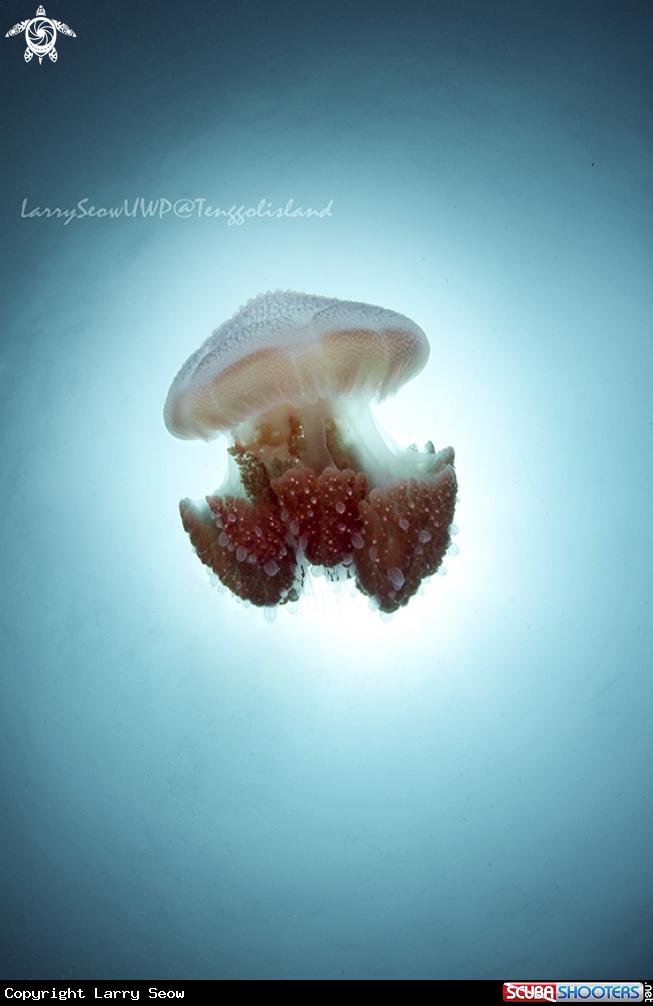 A Jelly Fish