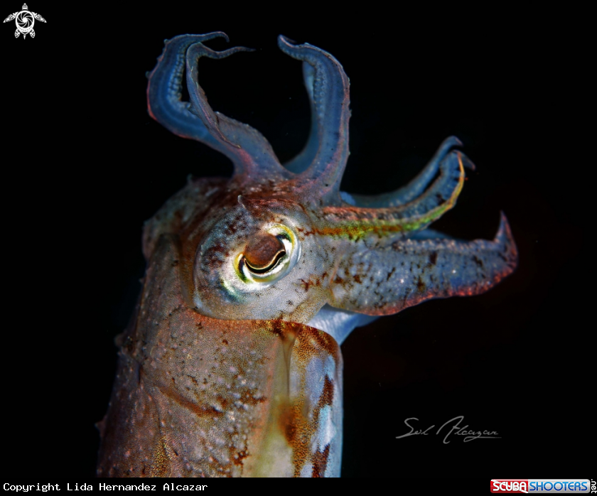 A cuttlefish