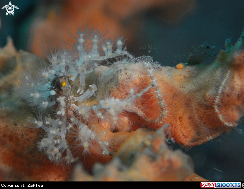 A Decorator Crab