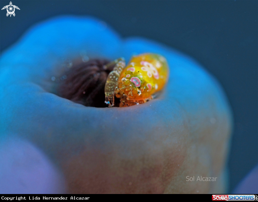 A tunicate shrimp 