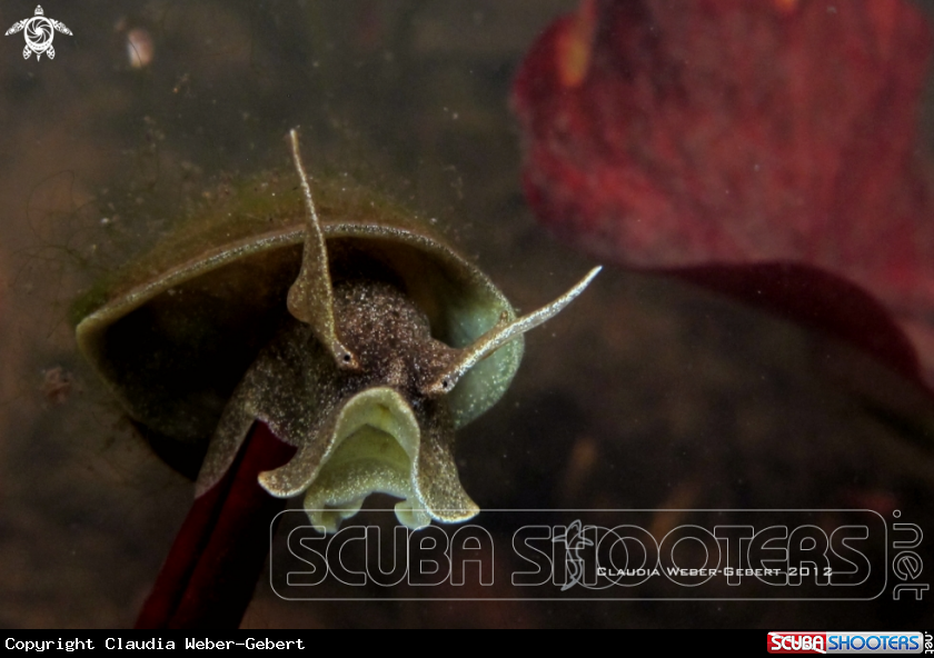 A freshwater snail