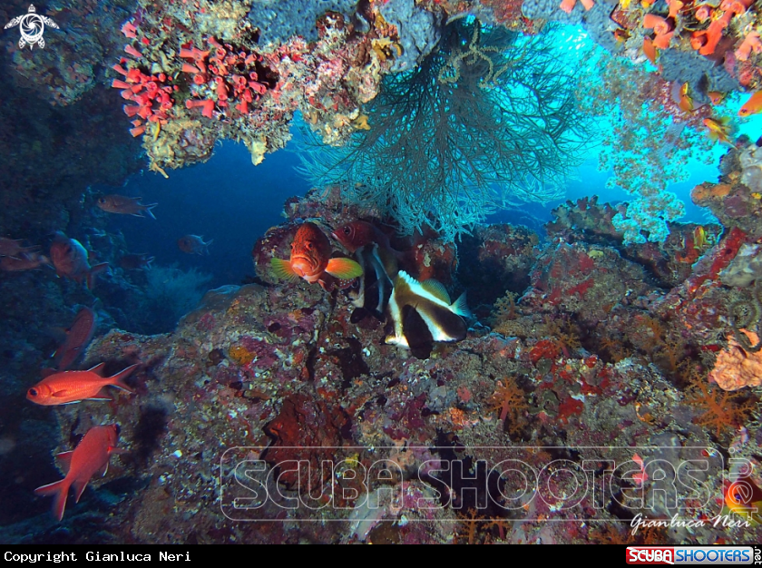 A Grouper, bannerfish, soldierfish