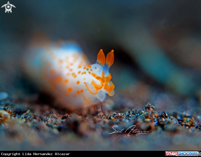A nudibranch