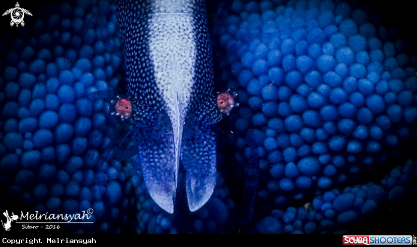 A Seastar Shrimp