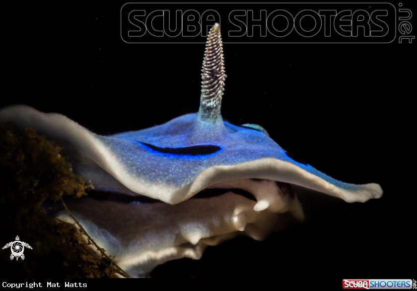 A Nudibranch