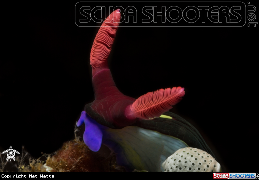 A Nudibranch