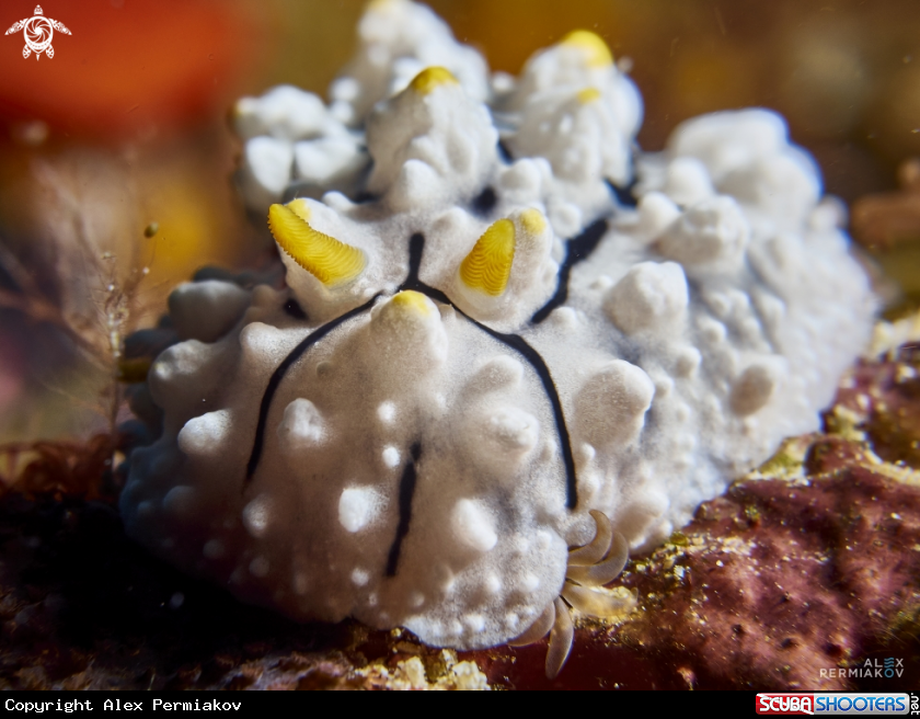 A Nudibranch