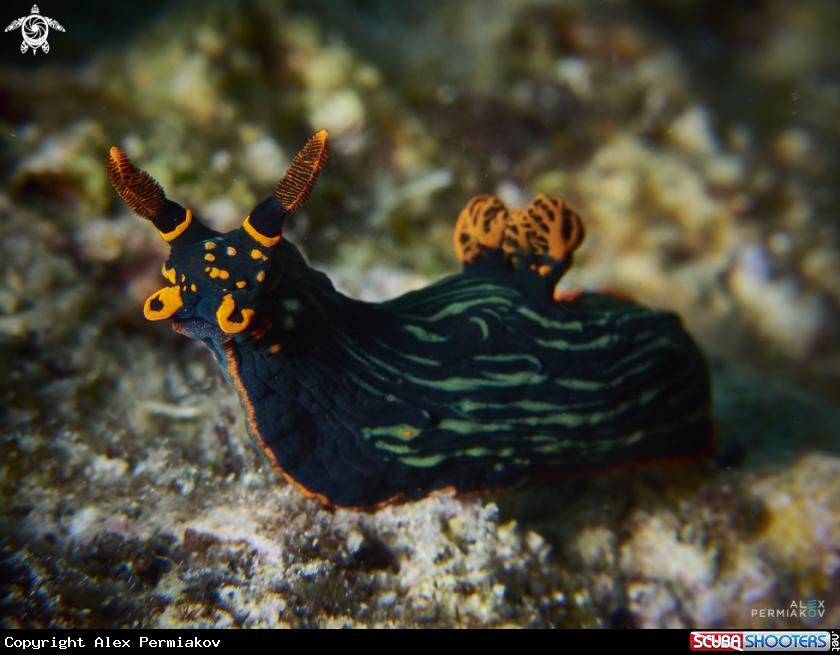 A Nudibranch