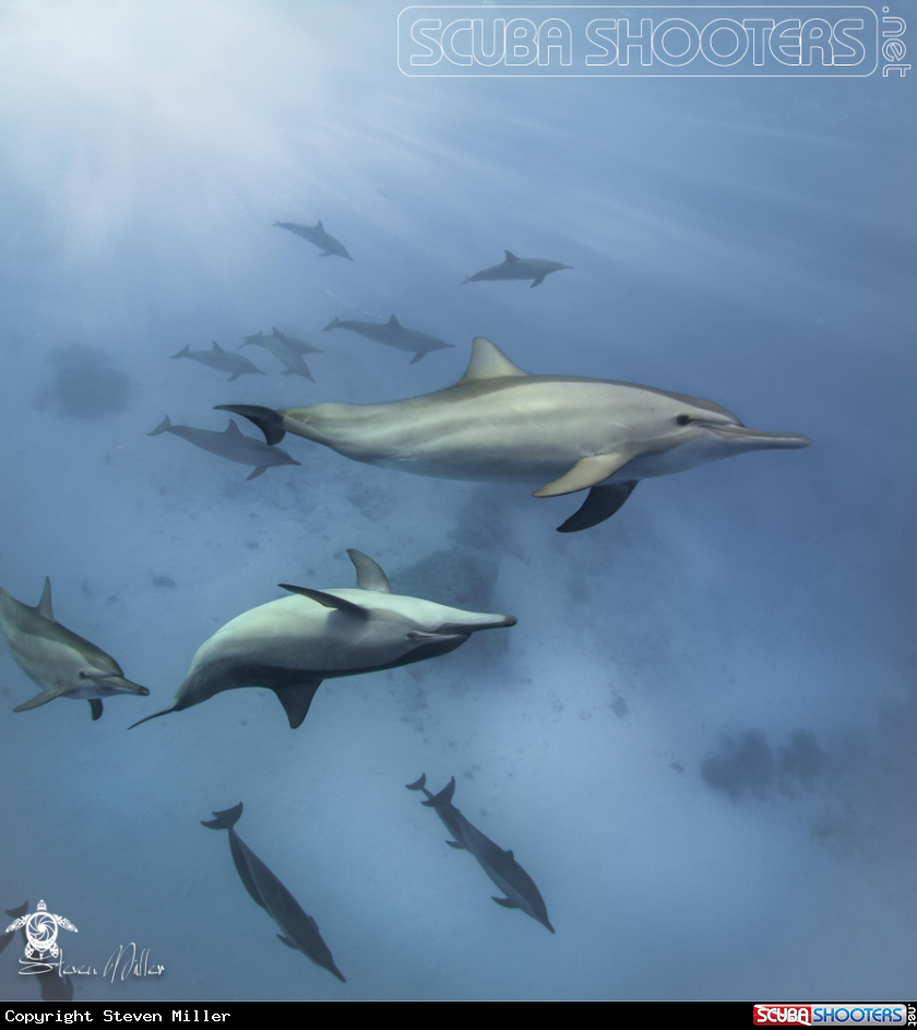 A Dolphin