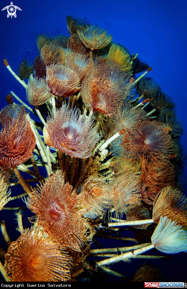 A Sabella spallanzanii