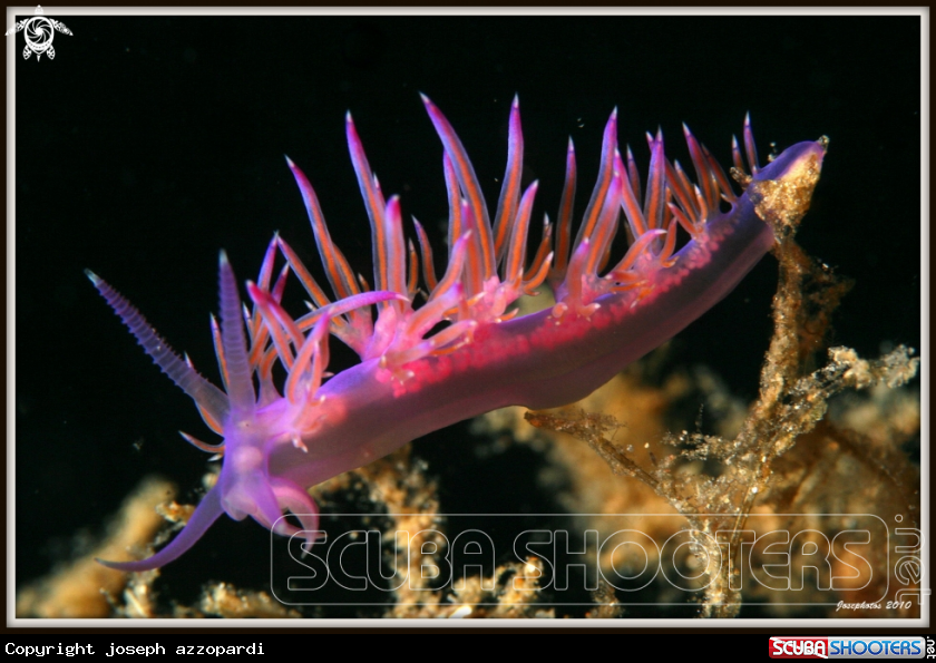 A underwater creature