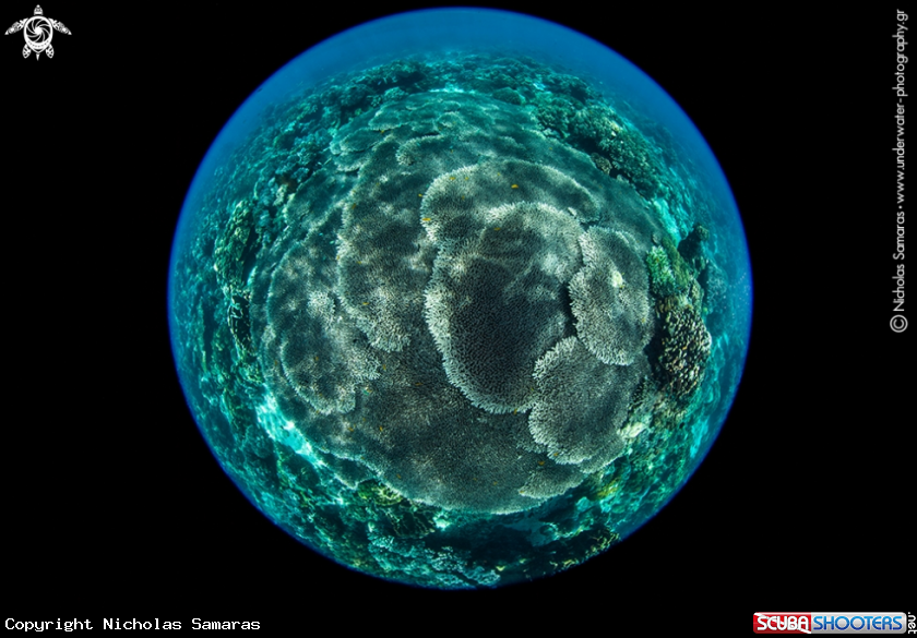 A Hard Corals