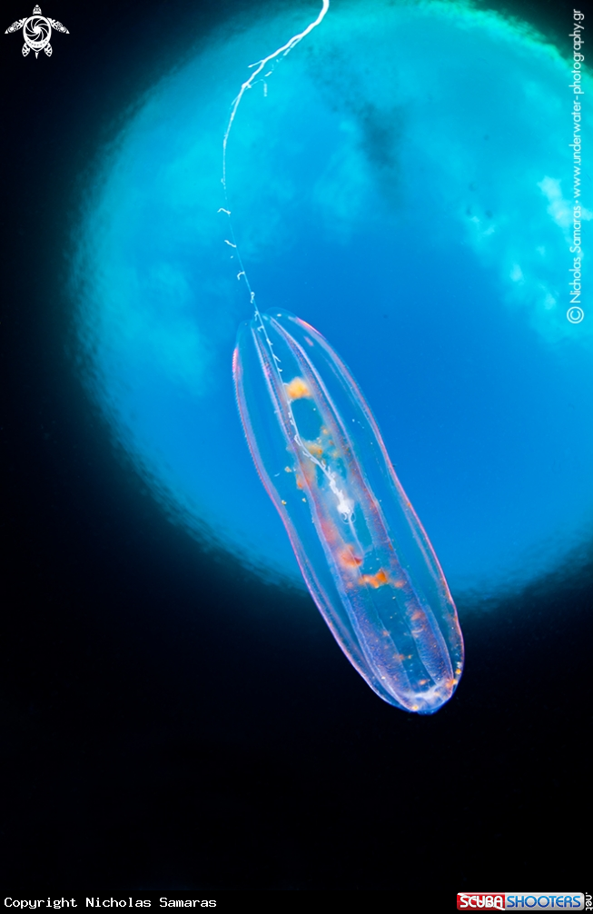 A Singular ctenophore