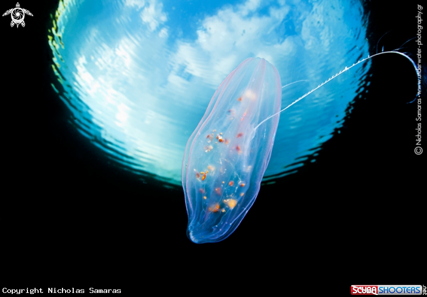 A Singular ctenophore