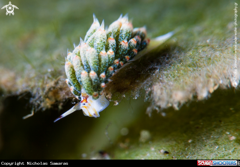 A Nudibranch