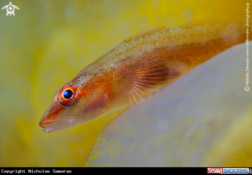 A Goby