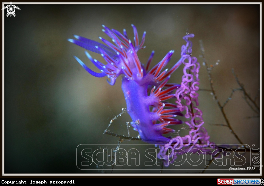 A underwater creature