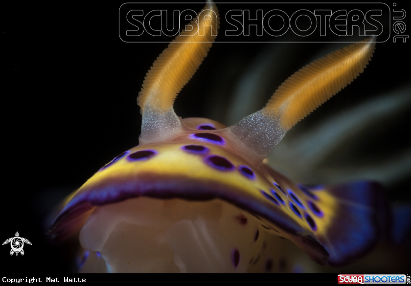 A Nudibranch