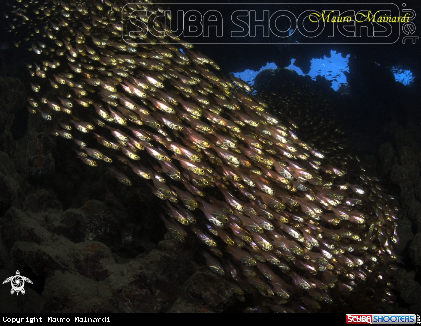 A Glassfish