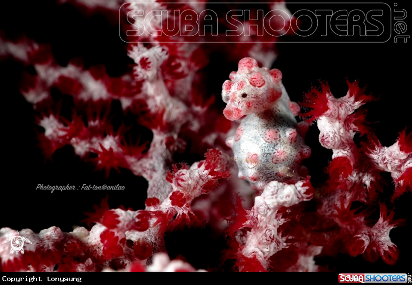 A Pygmy seahorse