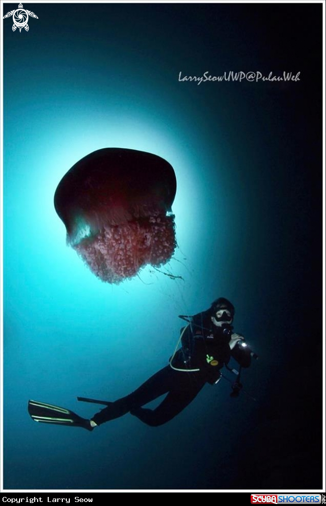 A Pulau Weh Jellyfish