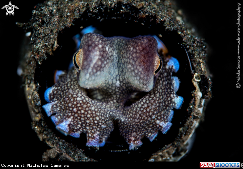 A Coconut Octopus