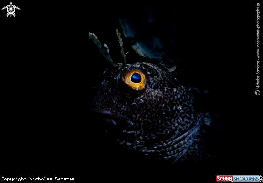 A Mediterranean Peacock Blenny