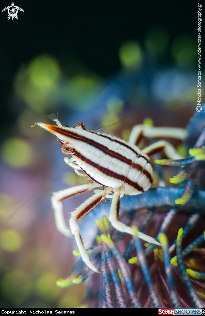 A Crinoid crab