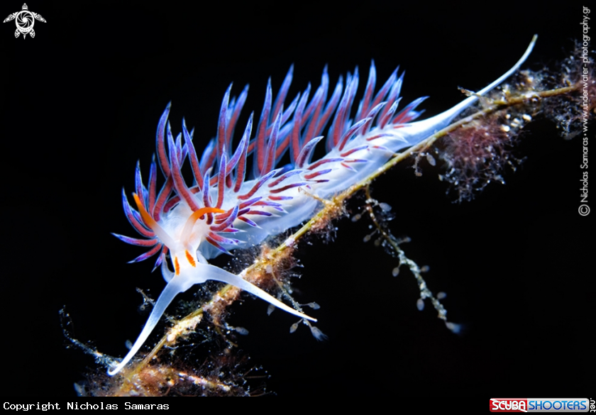 A Nudibranch