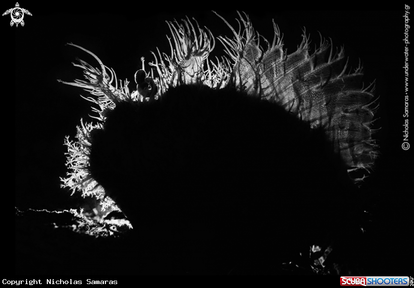 A Hairy Frogfish