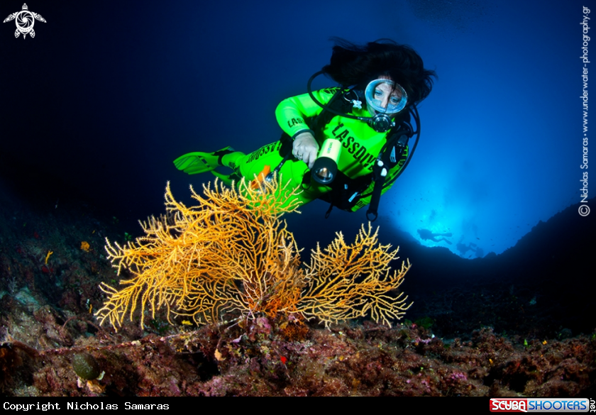 A Gorgonian