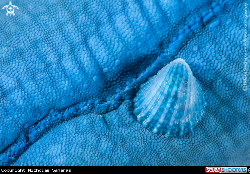A Shell