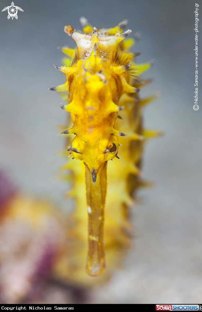 A Spiny seahorse