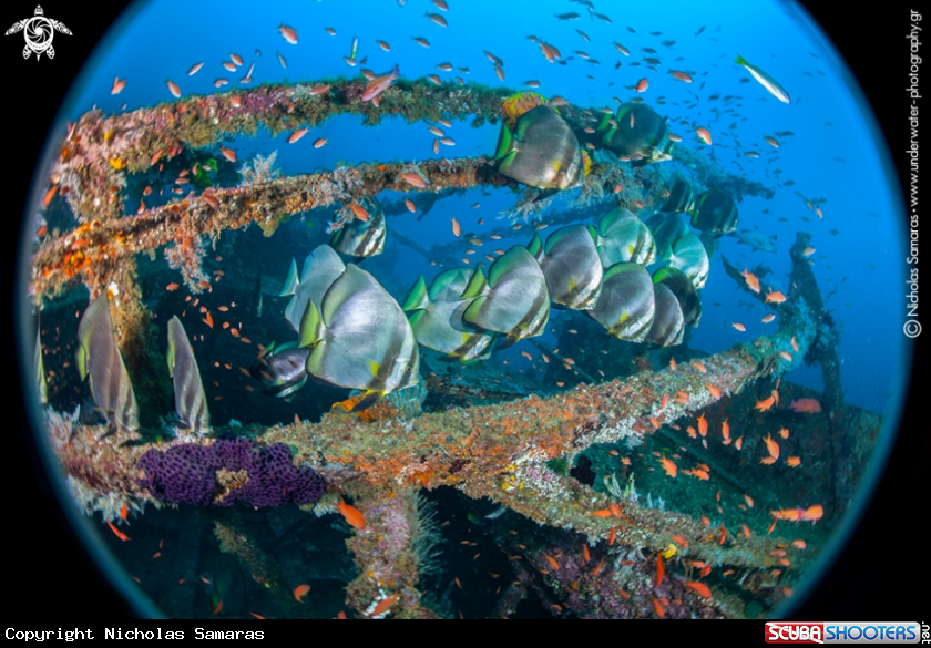 A Orbicular batfish