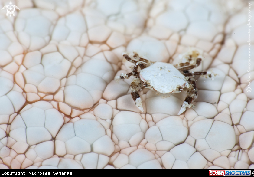 A Crab on Sea star