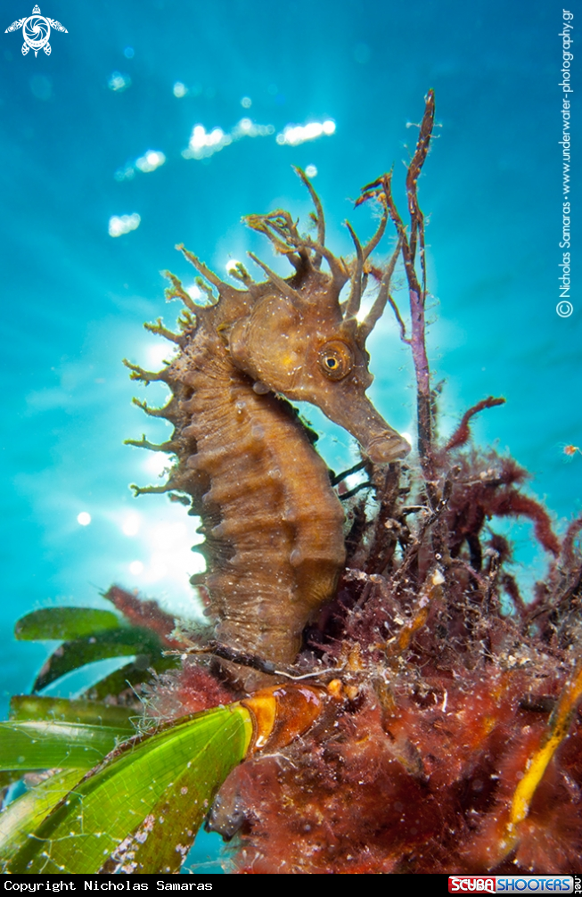 A Mediterranean Seahorse